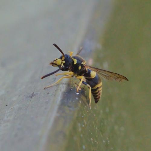 Ancistrocerus sp.